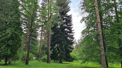 Parcul dendrologic Dofteana, județul Bacău — fotografia 4