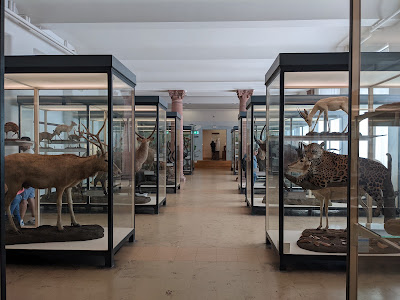 Senckenberg Nature Museum — fotografia 5