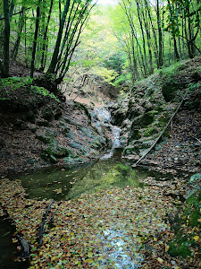 Cheile Borzești — fotografia 3