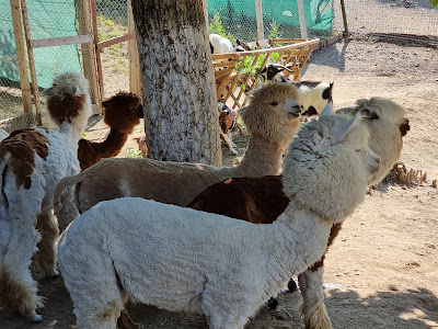 Alis Petting Zoo — fotografia 4