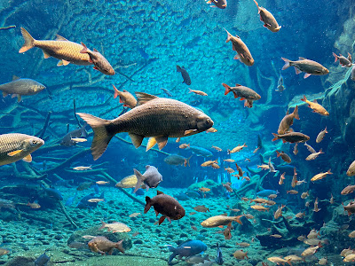 Alpenzoo Innsbruck - Tirol — fotografia 5
