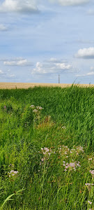 Fegernic