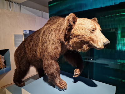 Norwegian Forestry Museum — fotografia 4