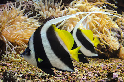 CRETAquarium Thalassokosmos — fotografia 3