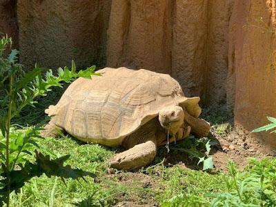 Reptiles Zoo Forchtenstein — fotografia 5