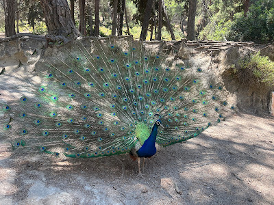 Plaka Forest — fotografia 4