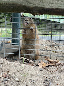 Dierenpark Zie-ZOO — fotografia 4