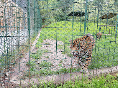 Zoo Sibiu — fotografia 4