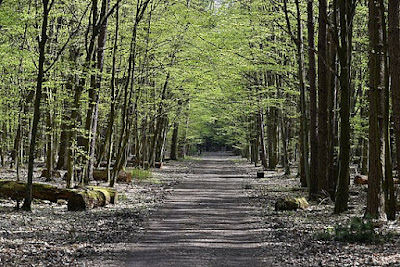 Kabaty Woods