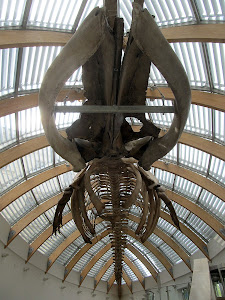Hungarian Natural History Museum — fotografia 4