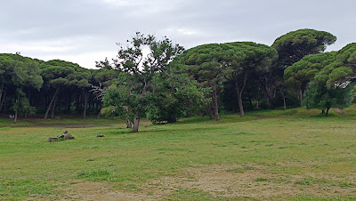 Área Recreativa El Jarillo — fotografia 4