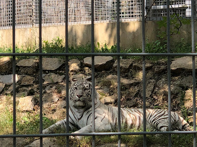 Pécs Zoo — fotografia 5