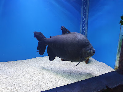 Aquaworld Aquarium & Reptile Rescue Centre — fotografia 3