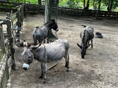 Tierpark Neukölln in der Hasenheide — fotografia 5