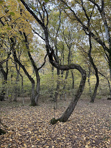Poiana Rotundă — fotografia 5