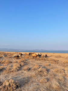 Agios Mamas Beach — fotografia 5