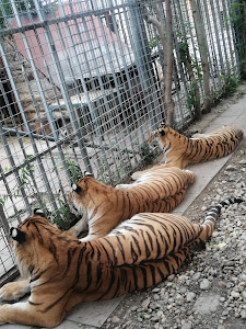 Oasis Siberian tiger — fotografia 3