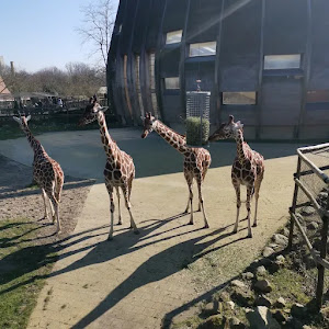 Rotterdam Zoo — fotografia 2