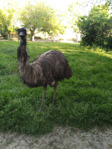 Grădina Zoologică — fotografia 3