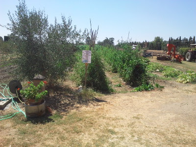 Agricamping Ioniti — fotografia 5
