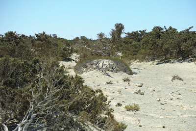 Golden Beach — fotografia 5