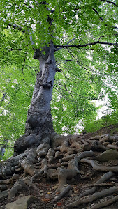 Cascada Putnei — fotografia 5
