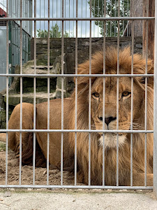 ZOO in Spišská Nová Ves — fotografia 3