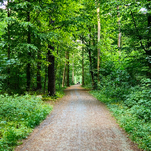 Eilenriede City Forest