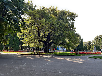 Teiul lui Eminescu — fotografia 4