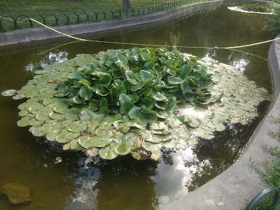 Rose Garden — fotografia 3