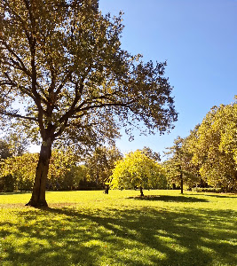 Parcul Mogoșoaia — fotografia 5