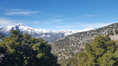 Rouvas forest