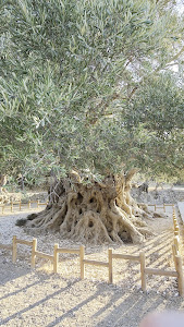 Monumental Olive Tree of Azorias (Kavousi) — fotografia 2
