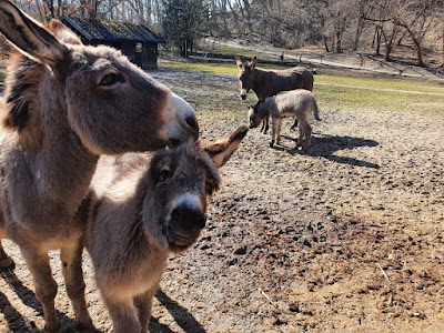 Wild Park Castle Ortenburg — fotografia 5