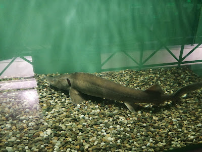 Kastoria Aquarium — fotografia 4