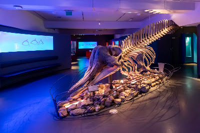 Arctic University Museum of Norway — fotografia 5
