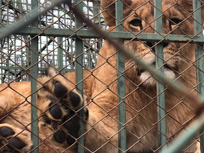 Haskovo Zoo — fotografia 5