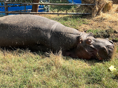 Grădina Zoologică — fotografia 4