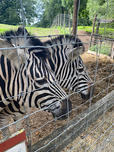 Tierpark Stadt Haag — fotografia 4