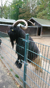 Mönchengladbach Zoo — fotografia 2