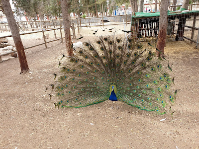Parque Municipal Adolfo Suárez — fotografia 5