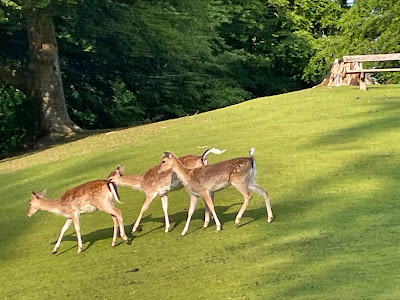 Marselisborg Deer Park — fotografia 2