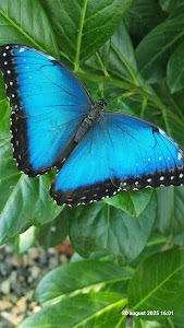 Gradina de fluturi tropicali Iasi (BEFLY GARDEN ) — fotografia 5