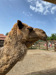 Φιλόνεικος zoo park, ιππασία! — fotografia 3