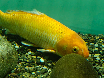 Kastoria Aquarium — fotografia 5