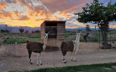 Φιλόνεικος zoo park, ιππασία! — fotografia 5