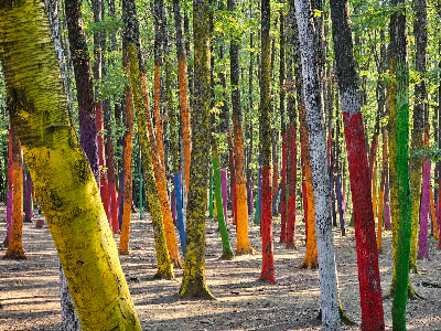 Pădurea Colorată