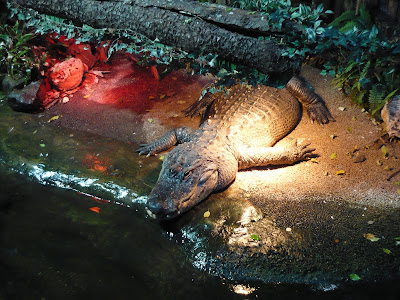 Tropicarium — fotografia 5