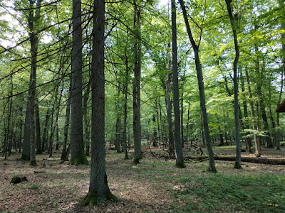 Bielaviežskaja pušča National Park — fotografia 3