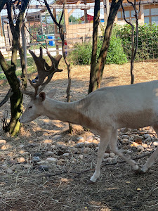 Zoo "Bambi" — fotografia 5